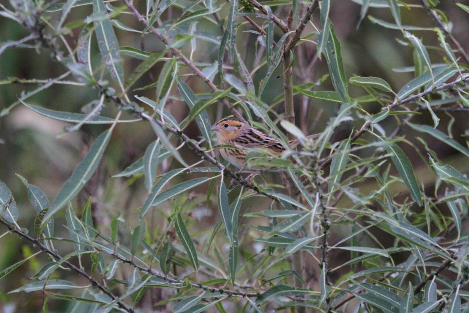 IMG 4219c LeConte's Sparrow TNC Kankakee Sands IN 10-12-2017