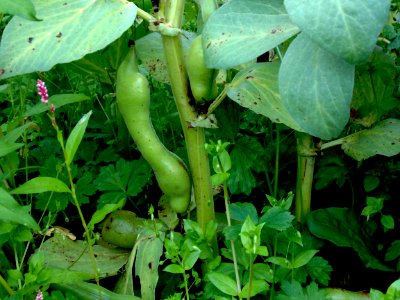 Broad bean plant photo