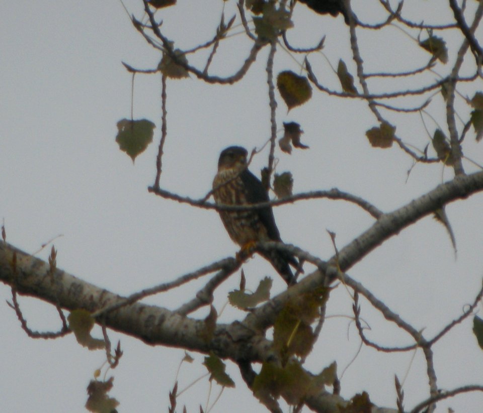 DSCN8555 c Merlin Kankakee IL 10-15-2015