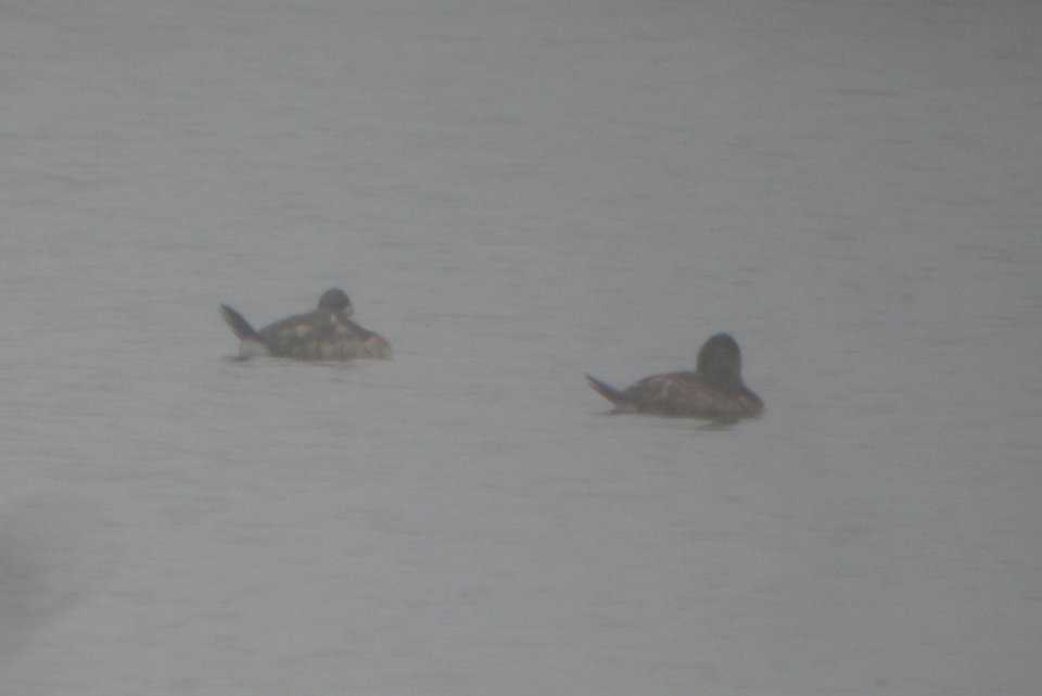 DSCN9206c Ruddy Duck Braidwood IL 12-12-2015