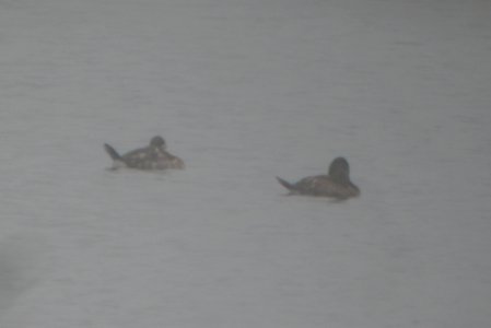 DSCN9206c Ruddy Duck Braidwood IL 12-12-2015