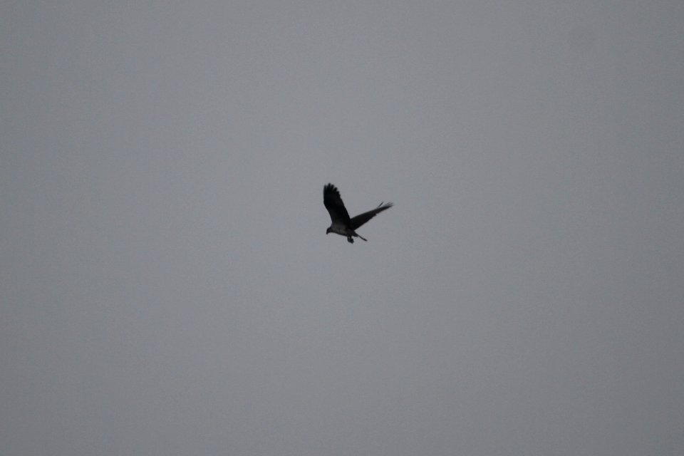 IMG 8817c Osprey LaSalle FWA IN 4-14-2018