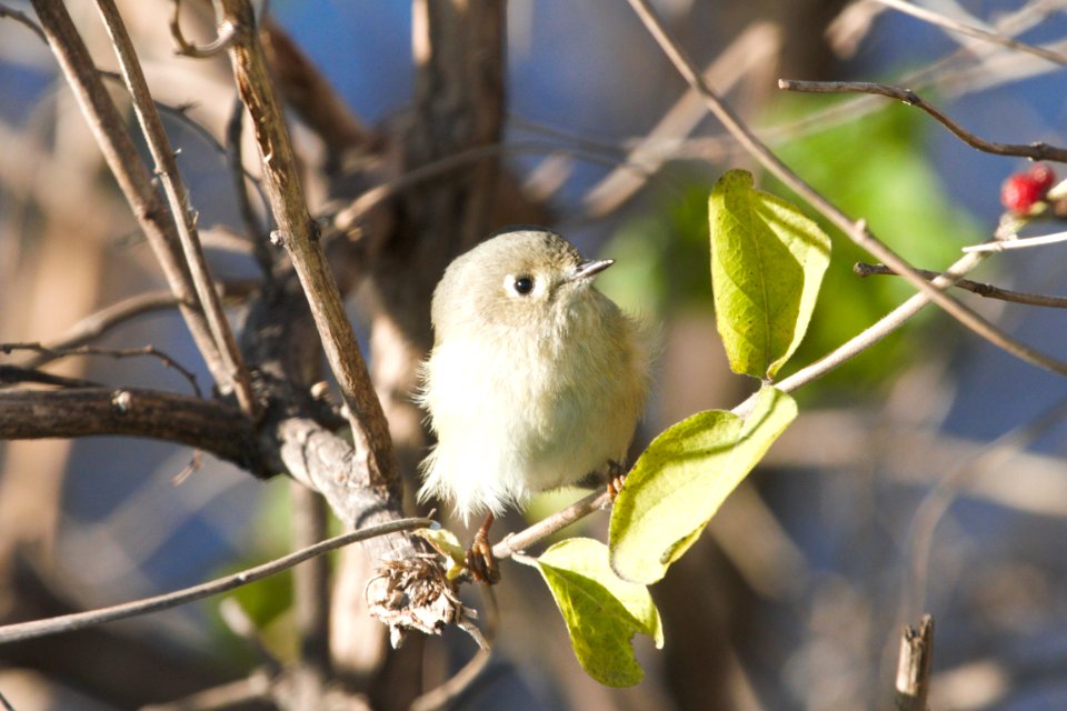 IMG 6185c RC Kinglet Metro-sewer Kankakee IL 12-06-2017