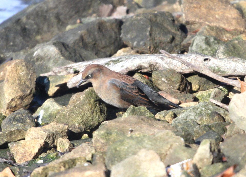 IMG 5420 c Rusty Blackbird LeVasseur Park- Perry Farm IL 11-23-2015