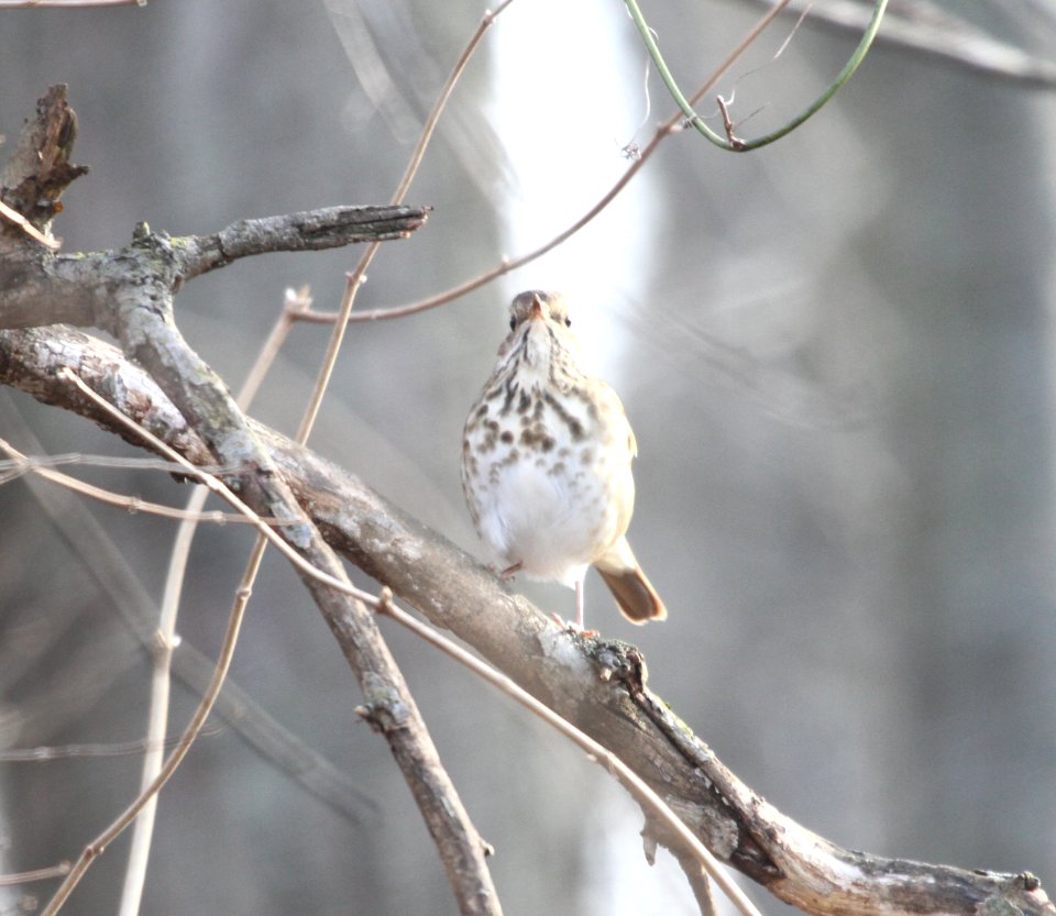 IMG 6173c Hermit Thrush Perry Farm Kankakee Co IL 12-20-2015