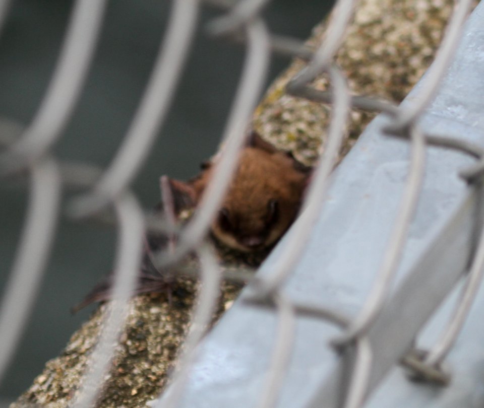 IMG 6960c Small Bat River Rd Park Kankakee IL 3-7-2016