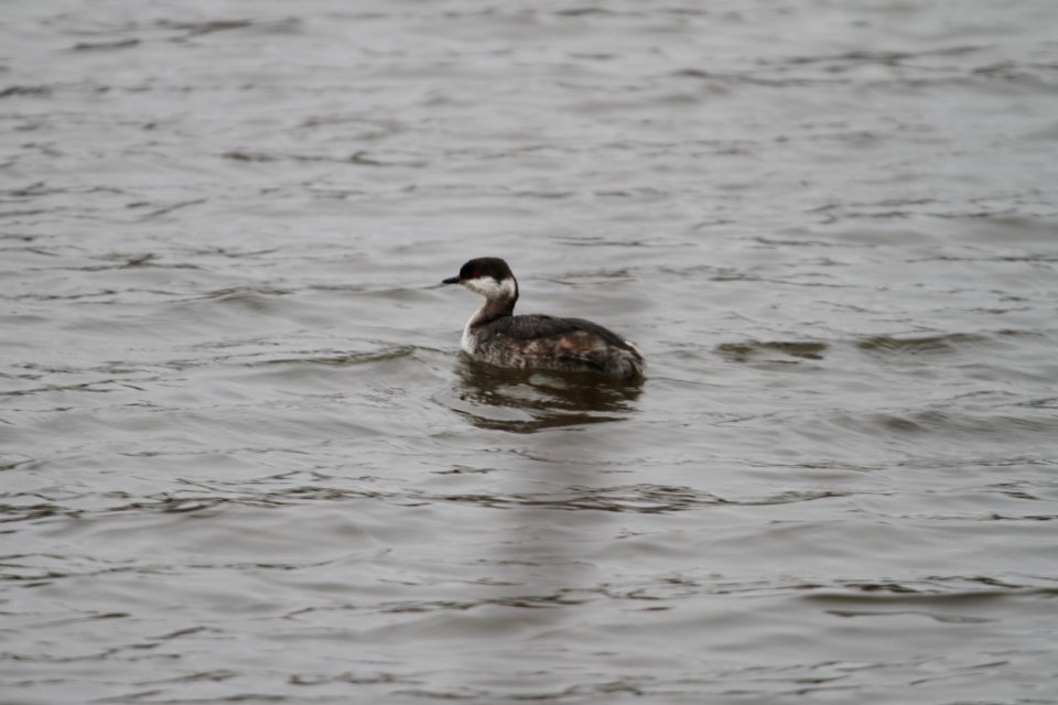 IMG 8453c Horned Grebe Beckman Park Kankakee IL 3-24-2018