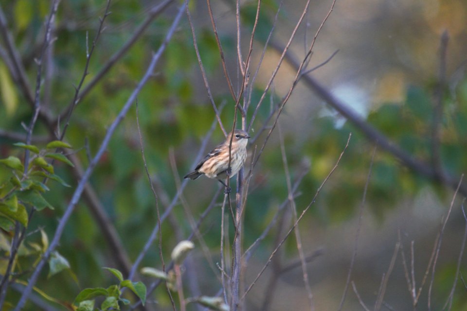 IMG 4855c Yellow-rumped Warbler Perry Farm Kankakee Co IL 10-18-2017
