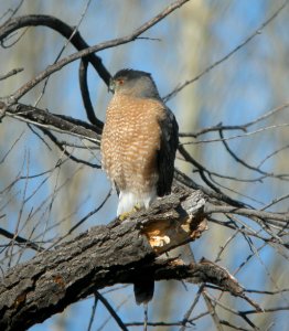 DSCN9393 Cooper's Hawk Watson Lake Yavapai Co AZ 01-03-2015