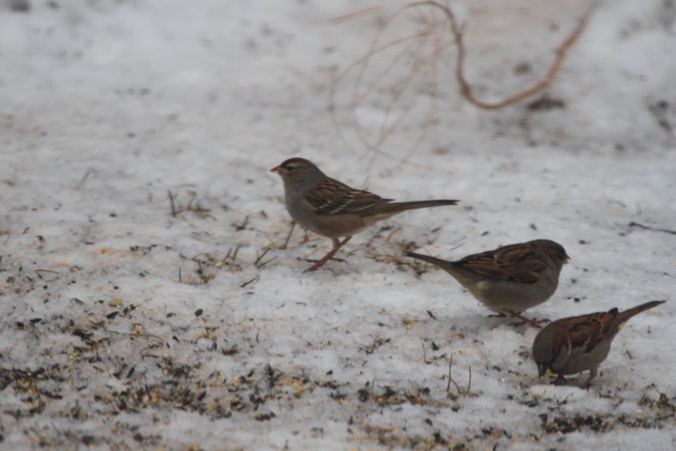 IMG 7138c White-crowned Sparrow Hse Kankakee IL 1-9-2018