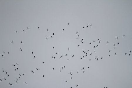 IMG 5770 c Sandhill Crane Braidwood IL 11-28-2015