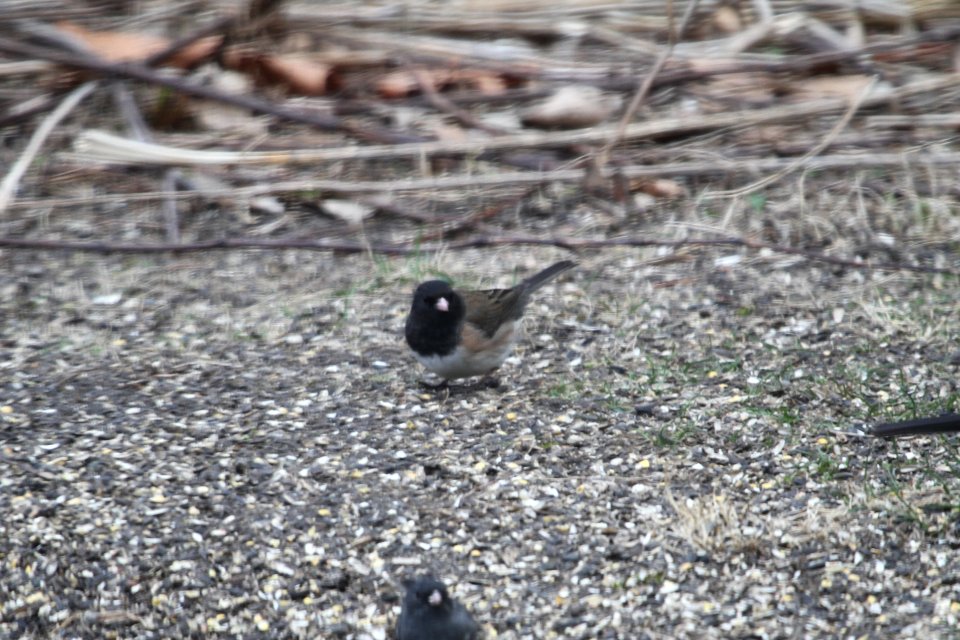 IMG 8548c Dark-eyed Junco (Oregon) Hse Kankakee IL 4-4-2018