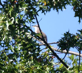 IMG 3061 c Yellow-billed Cuckoo Willow Slough FWA IN 9-23-2015