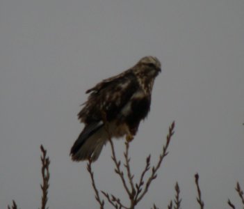 Rough-legged Hawk (Juv Light Morph) photo