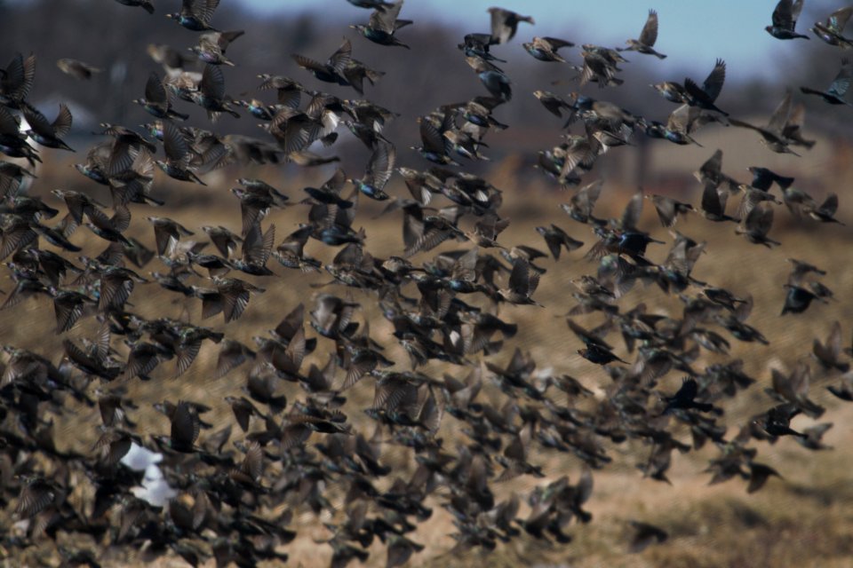IMG 7428c BH Cowbird  European Starling Grundy Co IL 1-26 2018