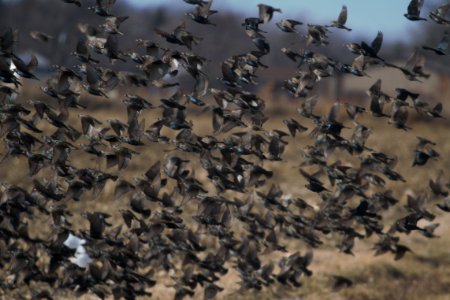 IMG 7428c BH Cowbird  European Starling Grundy Co IL 1-26 2018