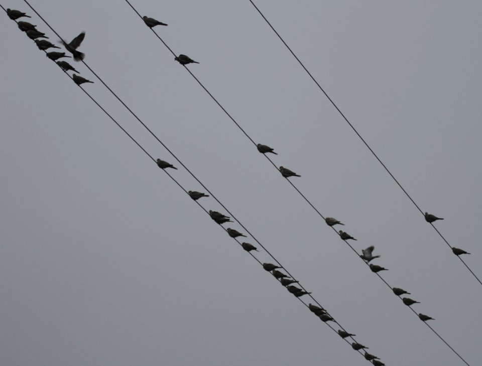 IMG 6204c Eurasian Collared-Dove Grain Bins Chebanse IL 12-23-2015