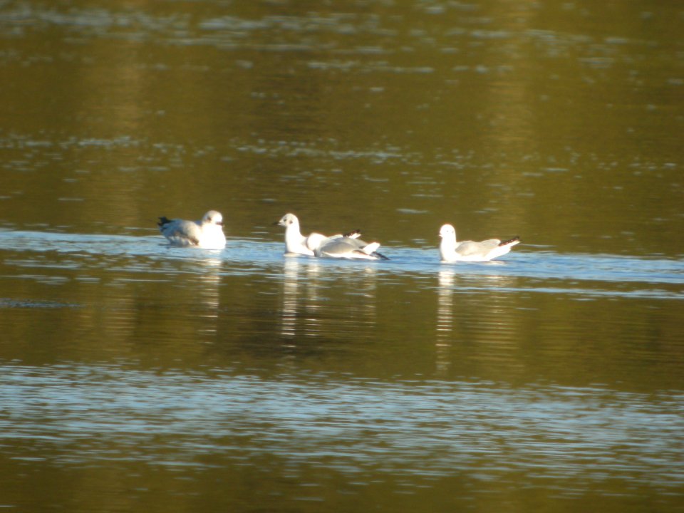 DSCN9262c Ring-billed and Bonaparte's Gulls Willow Slough FWA IN 10-29-2017