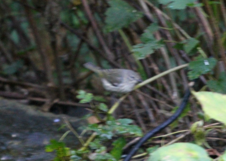 IMG 3387 c Cape May Warbler Hse Kankakee IL 9-30-2015