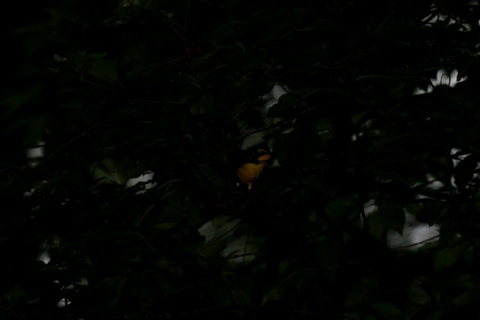 IMG 0341c Kentucky Warbler Heiland FP Kankakee Co IL 6-13-2018