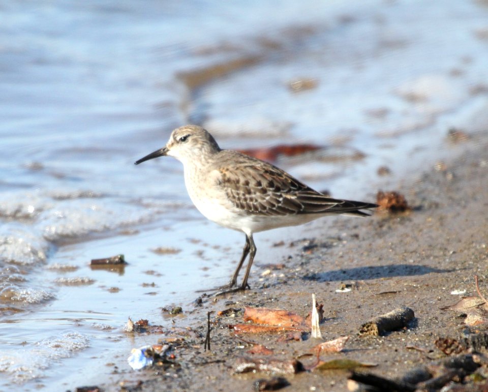 IMG 5722 c White-rumped Sandpiper LeVasseur Park-Perry Farm IL 11-24-2015