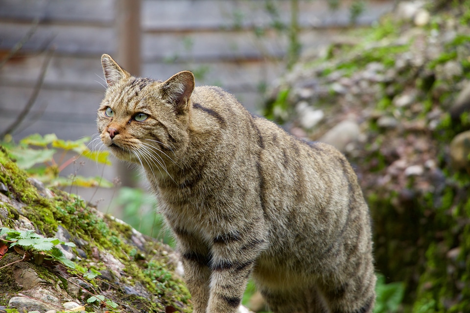 Nature animals wildcat photo