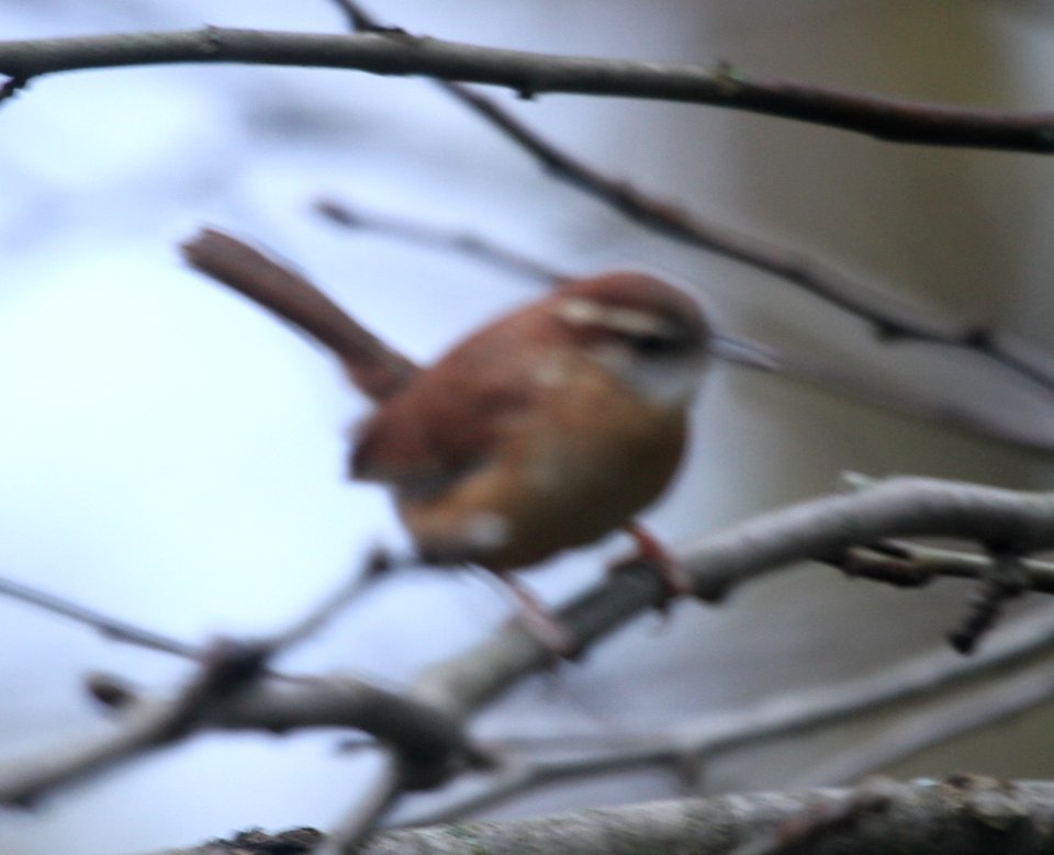 IMG 5351 c Carolina Wren Hse Kankakee IL 11-17-2015