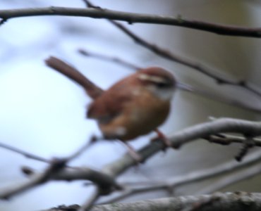 IMG 5351 c Carolina Wren Hse Kankakee IL 11-17-2015
