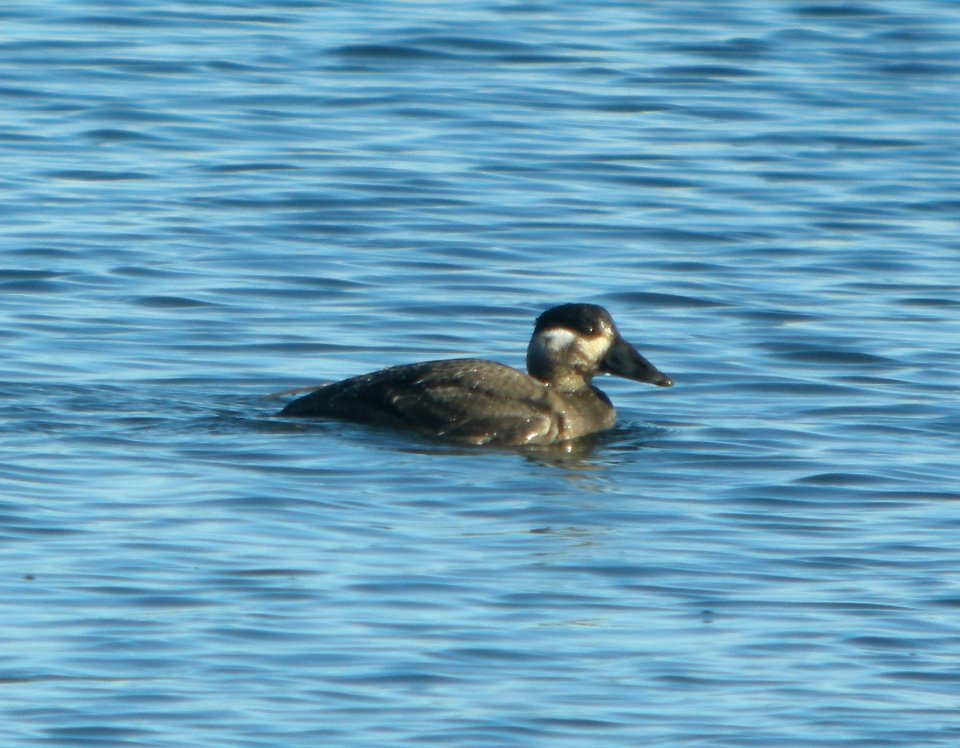 DSCN9118 c Surf Scoter Willow Slough FWA IN 11-15-2015