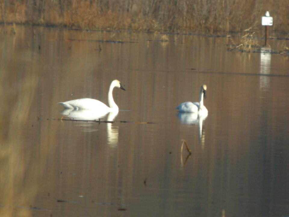 DSCN9340c Trumpeter Swan Willow Slough FWA IN 12-03-2017
