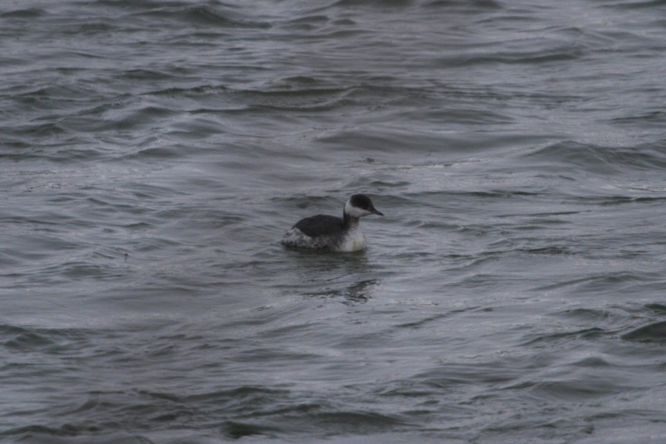 IMG 7637c Horned Grebe Dam Kankakee IL 2-10-2018
