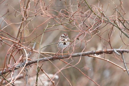 IMG 6529c Song Sparrow Willow Slough FWA IN 12-17-2017