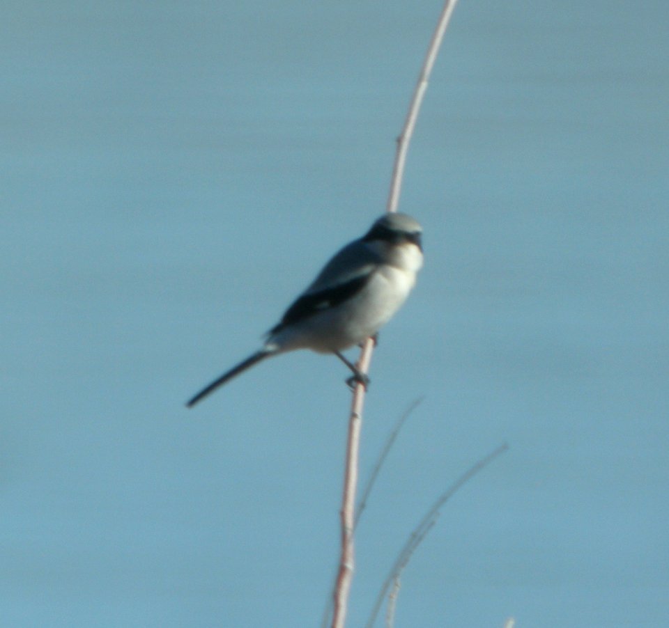 DSCN9350 Loggerhead Shrike Watson Lake Yavapai Co AZ 12-30-2015
