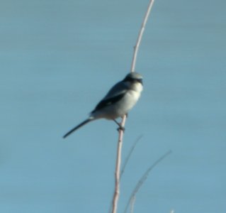 DSCN9350 Loggerhead Shrike Watson Lake Yavapai Co AZ 12-30-2015