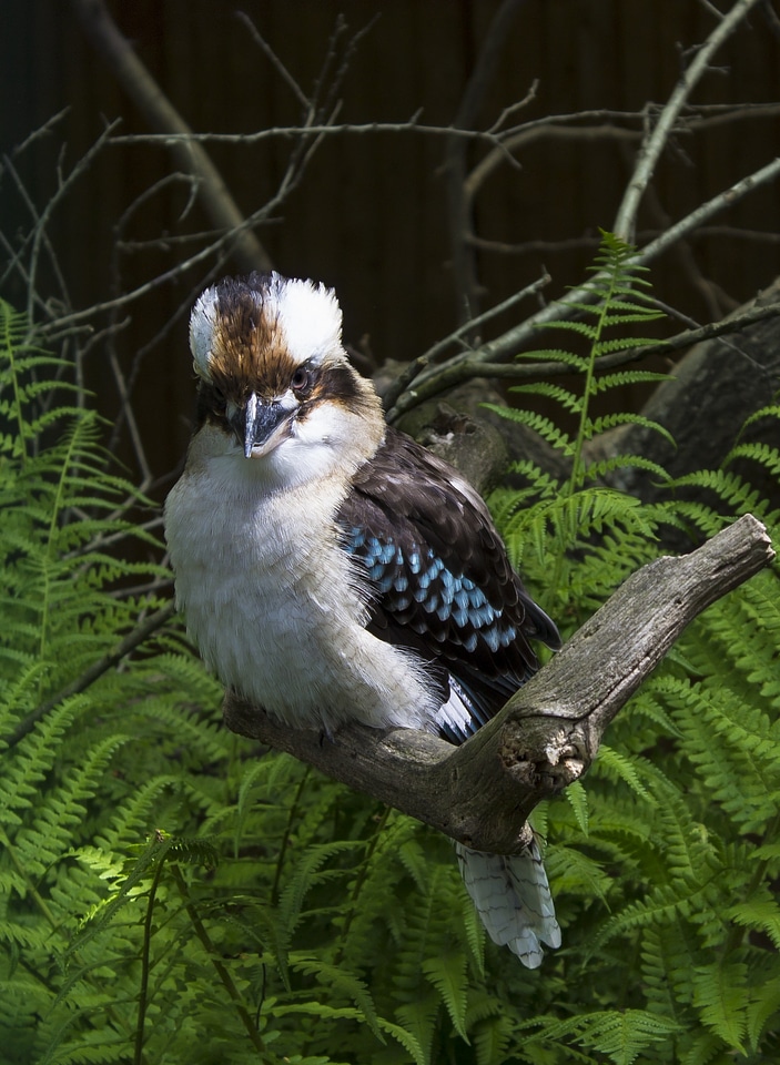 Animal nature zoo enclosure
