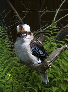 Animal nature zoo enclosure
