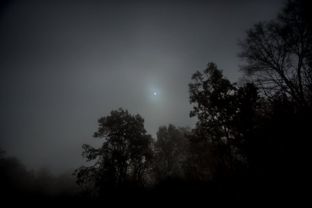 Day 320 - Sun peeking through the fog. photo