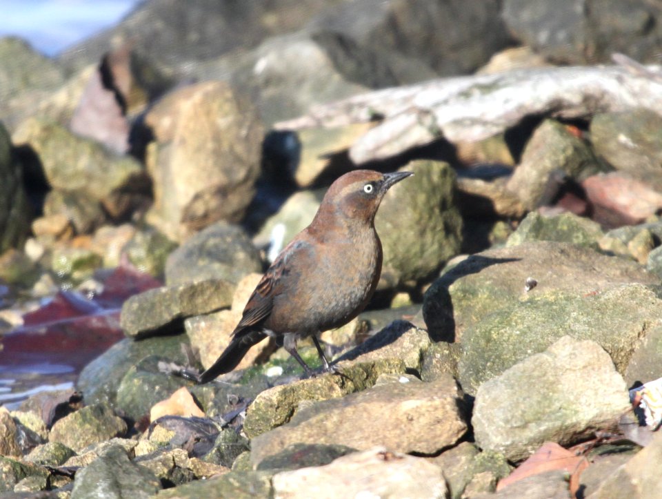 IMG 5427 c Rusty Blackbird LeVasseur Park- Perry Farm IL 11-23-2015