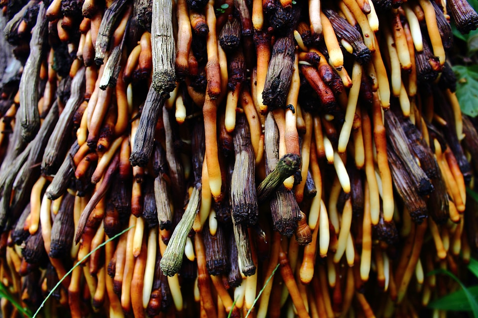 Nature roots colors