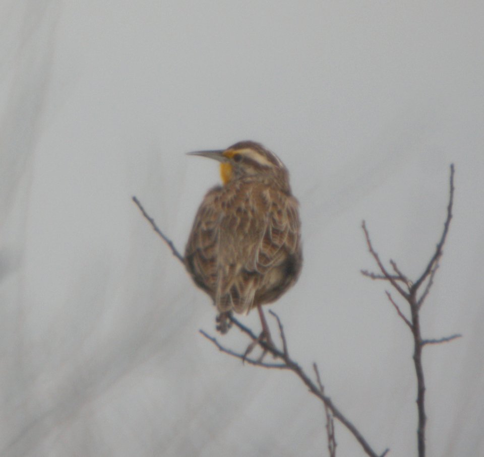 DSCN9660c Western Meadowlark TNC Kankakee Sands IN 3-19-2016