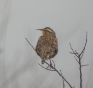 DSCN9660c Western Meadowlark TNC Kankakee Sands IN 3-19-2016
