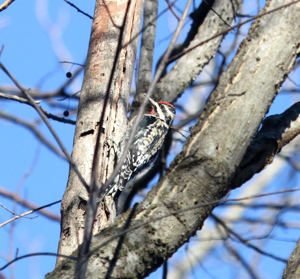 IMG 5862 c Yellow-bellied Sapsucker Perry Farm Kankakee Co IL 12-1-2015