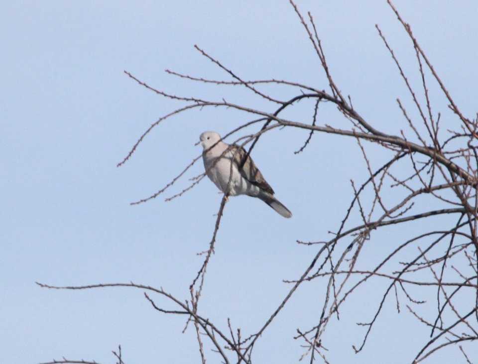 IMG 6460c Eurasian Collared-Dove Braidwood Lake IL 1-14-2016