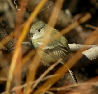 DSCN9339 Hammond's Flycatcher Watson Lake Yavapai Co AZ 12-29-2015