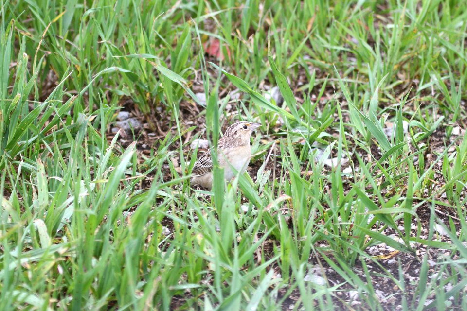IMG 9921c Grasshopper Sparrow Willow Slough FWA IN 5-15-2018