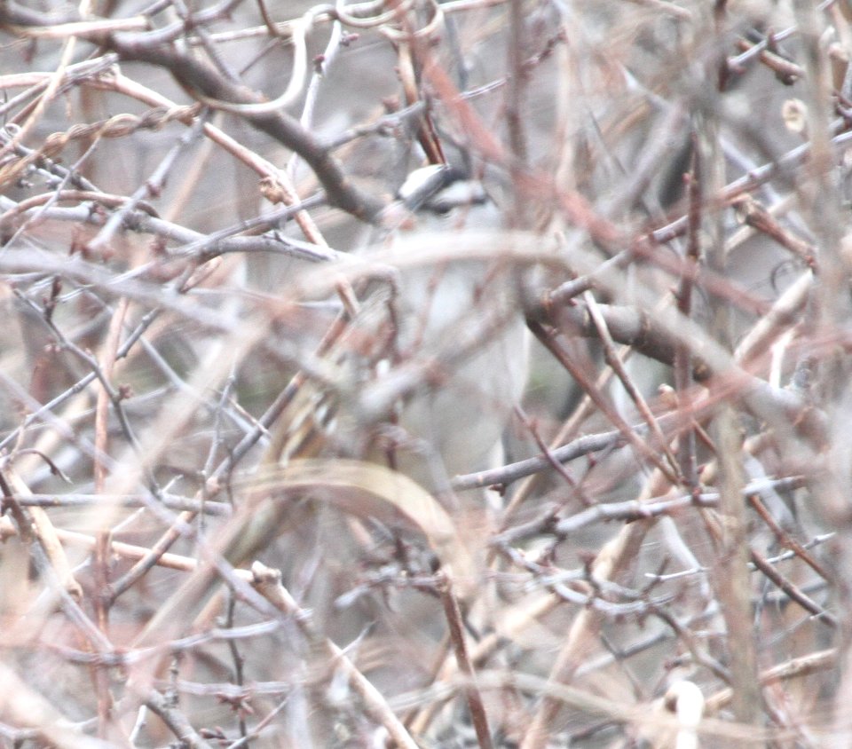 IMG 5973c White-crowned Sparrow Braidwood IL 12-12-2015