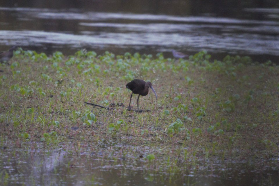 IMG 5251c WF Ibis Willowhaven Area Kankakee Co IL 10-23-2017