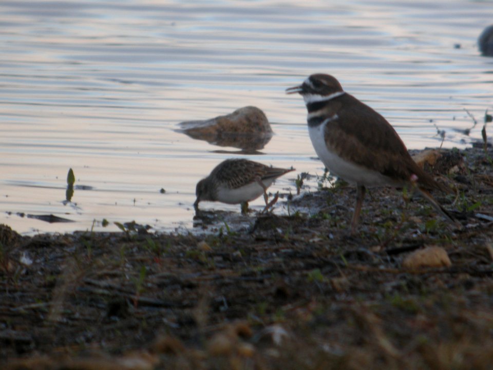 DSCN9254c Least Sandpiper Willowhaven Area Kankakee Co IL 10-25-2017