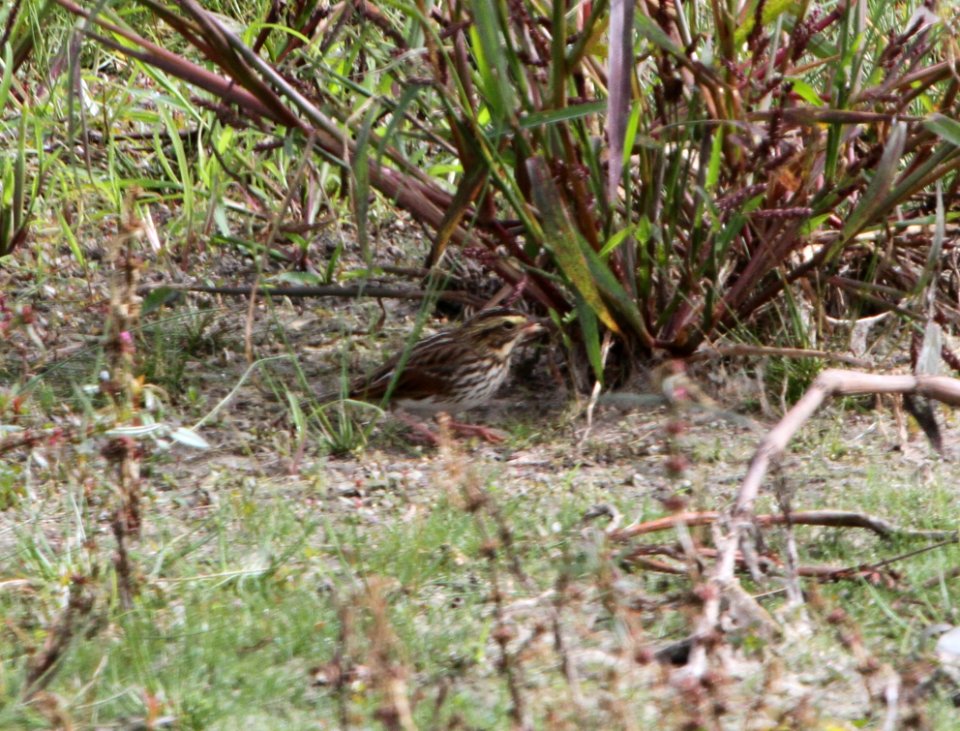 IMG 3611 c Savannah Sparrow Whispering Willows Bourbonnais IL 10-7-2015