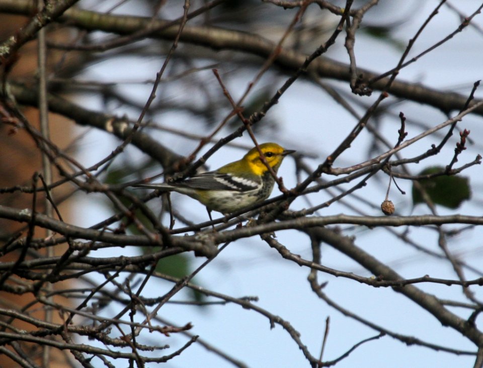IMG 2439 c Black-throated Green Warbler Hse Kankakee IL 9-17-2015